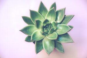 A vibrant close-up of a green succulent plant, highlighting its lush leaves and natural pattern against a clean white backdrop.