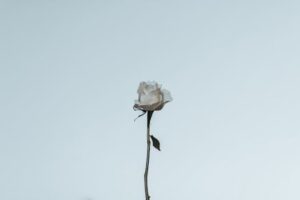 A single white rose with a minimal background, creating an elegant and serene visual.