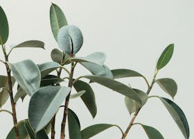 Elegant close-up of rubber plant leaves in a minimalist and natural composition.