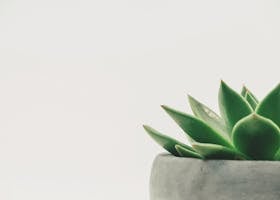 Close-up of a green succulent plant in a pot against a white background.