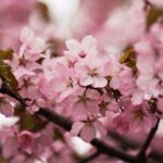 Close-up of pink cherry blossoms blooming in spring, capturing their delicate beauty.