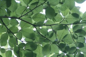 Close-up view of lush green leaves with sunlight filtering through, creating a natural serene backdrop.